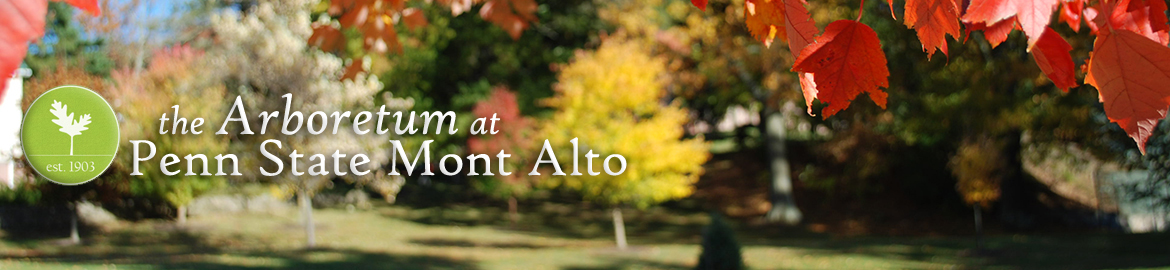 Autumn in the Mont Alto Arboretum with logo
