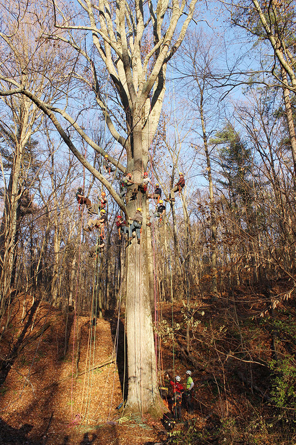 Penn State Mont Alto forestry students' Big Climb