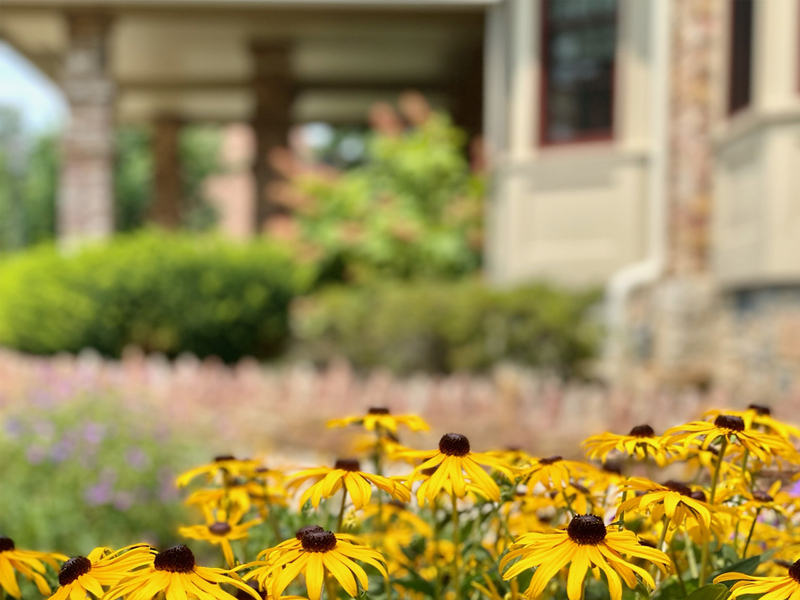 Cluster of black eyed susans in front of Wiestling Hall 