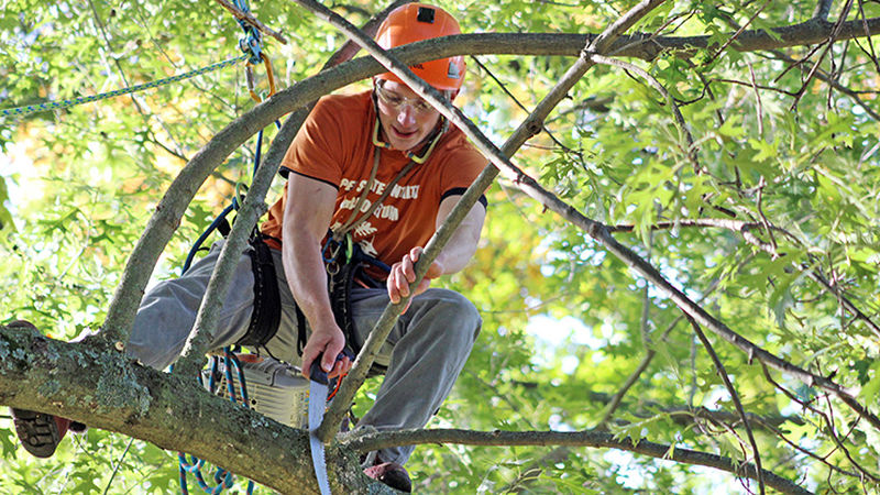 Arbor Day Student in Tree with Saw
