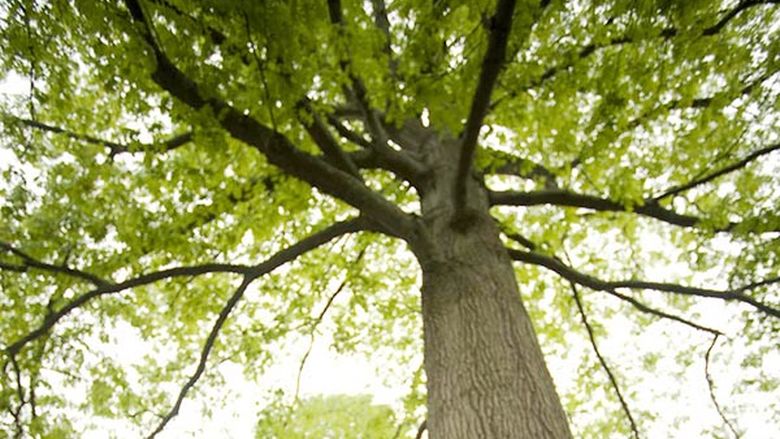 Penn State Mont Alto Tree
