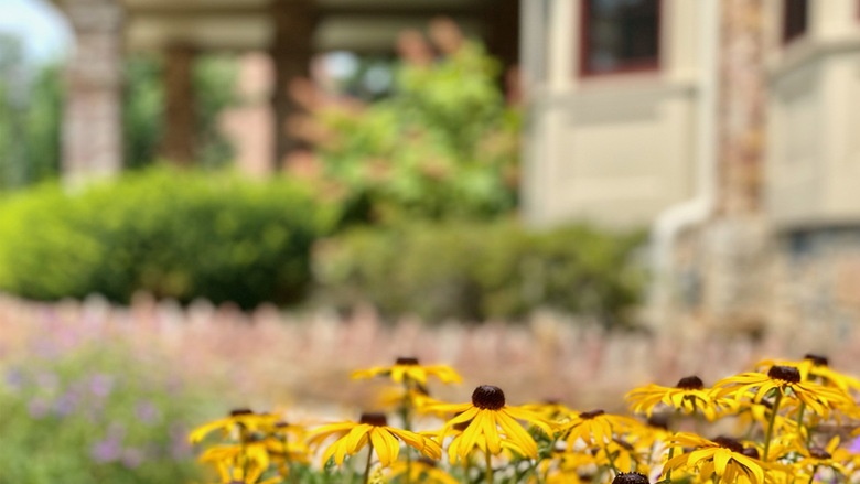 Cluster of black eyed susans in front of Wiestling Hall 