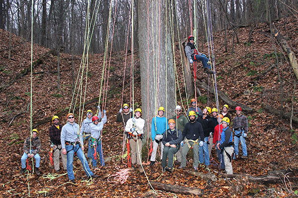 Big Tree Climb