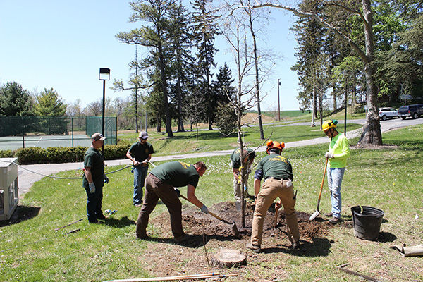 Final touches are added to the planting of the Henry Hartman '59 commemorative tree.