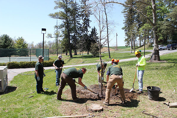 Final touches are added to the planting of the Henry Hartman '59 commemorative tree. Final touches are added to the planting of the Henry Hartman '59 commemorative tree.