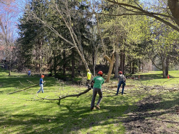 Forestry students donning hard hats carry trees across campus