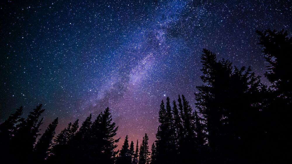 Forest view of night sky Forest view of night sky